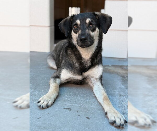 Medium Photo #1 German Shepherd Dog-Unknown Mix Puppy For Sale in Corpus Christi, TX, USA