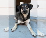 Small German Shepherd Dog Mix