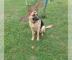 Small Photo #1 German Shepherd Dog Puppy For Sale in INEZ, TX, USA
