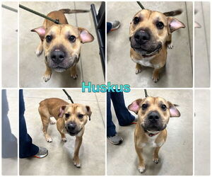 American Staffordshire Terrier-Unknown Mix Dogs for adoption in Pierceton , IN, USA