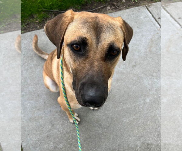 Medium Photo #1 Mutt Puppy For Sale in Shelburne, VT, USA