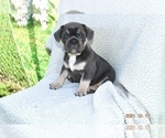 Puppy 2 French Bulldog