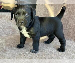 Australian Cattle Dog-English Springer Spaniel Mix Puppy for sale in FALLBROOK, CA, USA