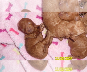 Poodle (Toy) Puppy for sale in DULUTH, GA, USA