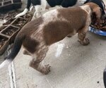 Small #2 Dachshund