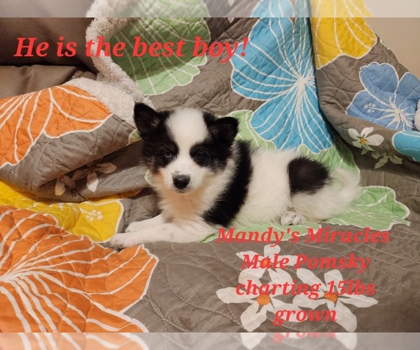 Medium Photo #7 Pomsky Puppy For Sale in DALLAS, NC, USA