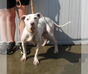 American Pit Bull Terrier Dogs for adoption in Louisville, KY, USA