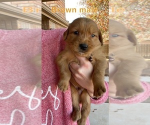 Golden Retriever Puppy for sale in WEATHERFORD, OK, USA