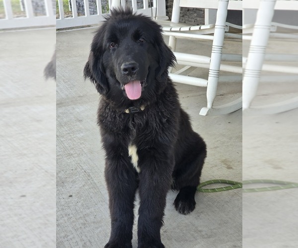 Medium Photo #13 Newfoundland Puppy For Sale in TILTON, IL, USA