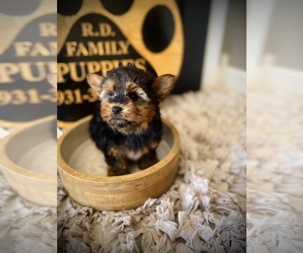Medium Photo #3 Yorkshire Terrier Puppy For Sale in CROSSVILLE, TN, USA