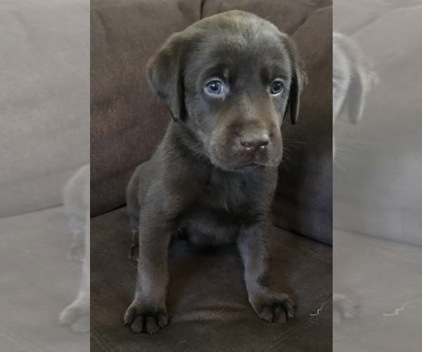 Medium Photo #1 Labrador Retriever Puppy For Sale in MARYSVILLE, CA, USA