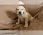 Small Photo #2 Labrador Retriever Puppy For Sale in MARENGO, IL, USA