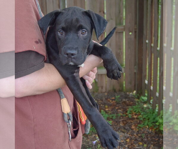 Medium Photo #4 American Bulldog-Unknown Mix Puppy For Sale in Huntley, IL, USA