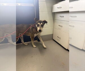 Gerberian Shepsky Dogs for adoption in Corpus Christi, TX, USA