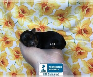 Yorkshire Terrier Puppy for sale in WINNSBORO, LA, USA
