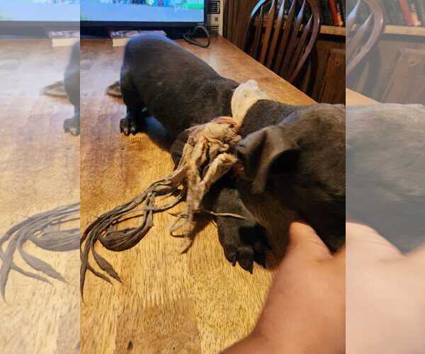 Medium Photo #10 American Pit Bull Terrier-Unknown Mix Puppy For Sale in Oakhurst, NJ, USA