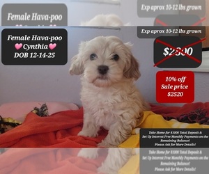 Havanese Puppy for sale in TUCSON, AZ, USA