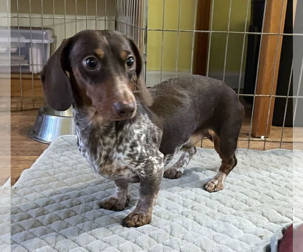 Medium Photo #3 Dachshund Puppy For Sale in St. Louis Park, MN, USA