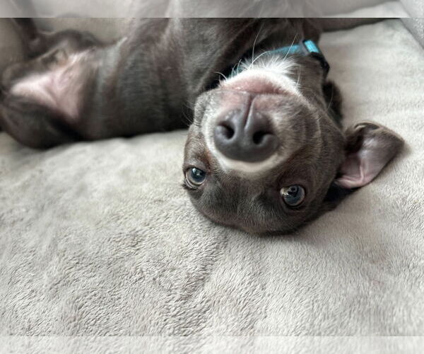 Medium Photo #3 Chiweenie Puppy For Sale in Oakhurst, NJ, USA