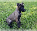Small Photo #10 Belgian Malinois Puppy For Sale in CORNING, CA, USA