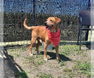 Brinks - Male Mutt Dog for Adoption - Photo #2