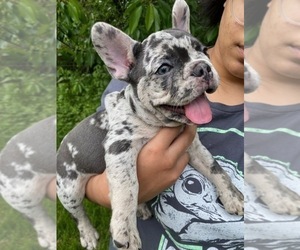 French Bulldog Puppy for Sale in PITTSBURGH, Pennsylvania USA
