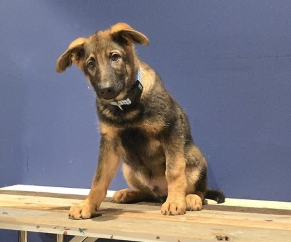 Medium Photo #5 German Shepherd Dog Puppy For Sale in SNELLVILLE, GA, USA