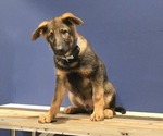 Puppy Puppy 3 German Shepherd Dog