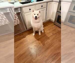 Samoyed Dogs for adoption in Northfield, OH, USA