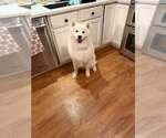 Small Samoyed