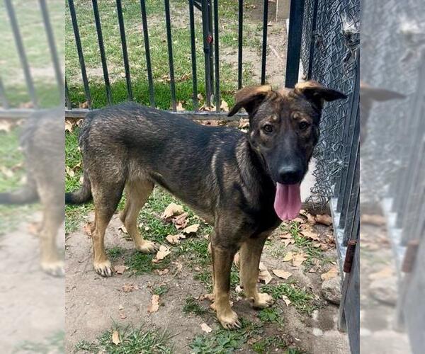 Medium Photo #2 Mutt Puppy For Sale in Riverside, CA, USA