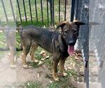 Small #1 Mutt