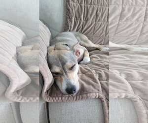 Wilson - Male Chihuahua-Unknown Mix Dog for Adoption - Photo #9