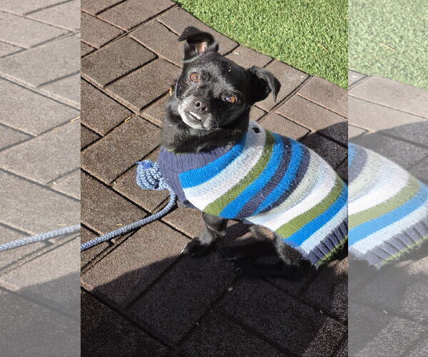 Medium Photo #7 Chihuahua Puppy For Sale in Sandy, UT, USA