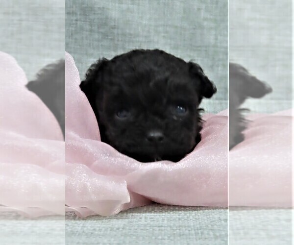 Medium Photo #6 Poodle (Miniature) Puppy For Sale in MEMPHIS, MO, USA