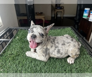 French Bulldog Puppy for sale in CARSON, CA, USA