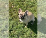 Small Photo #1 French Bulldog Puppy For Sale in MADISONVILLE, KY, USA