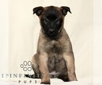 Small #3 Belgian Malinois