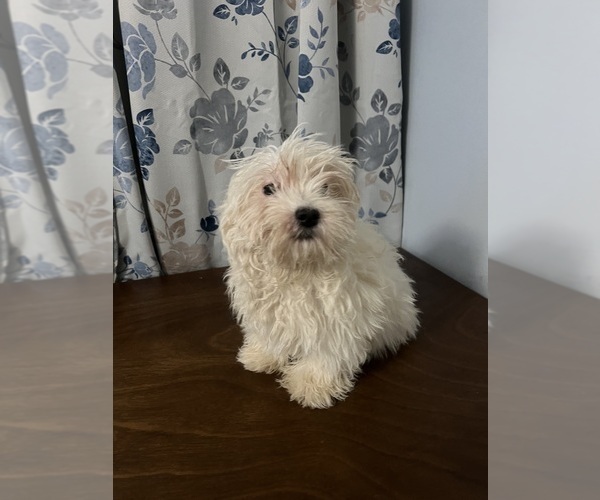 Medium Photo #40 Havanese Puppy For Sale in DURHAM, CT, USA