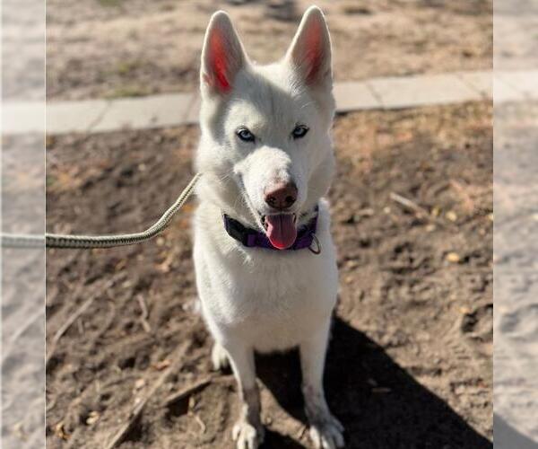 Medium Photo #1 Siberian Husky Puppy For Sale in Aurora, CO, USA