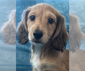 Dachshund Puppy for sale in MEMPHIS, TN, USA