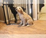 Small Photo #1 Goldendoodle Puppy For Sale in RAEFORD, NC, USA