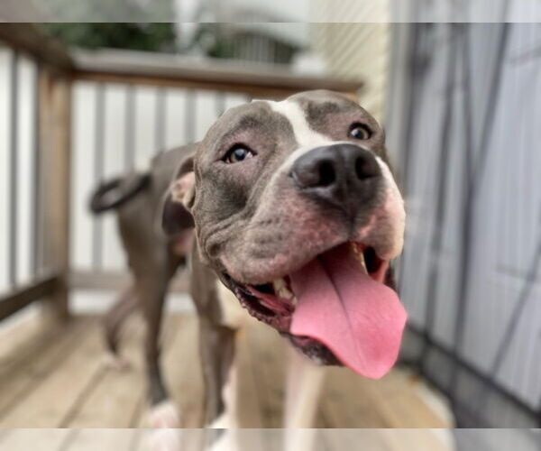 Medium Photo #12 Bull Terrier-Bulldog Mix Puppy For Sale in St. Louis Park, MN, USA