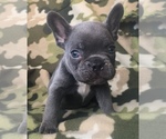 Small Photo #27 French Bulldog Puppy For Sale in CORONA, CA, USA