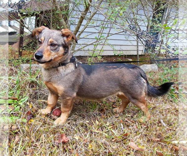 Medium Photo #9 German Shepherd Dog-Pembroke Welsh Corgi Mix Puppy For Sale in Newnan, GA, USA