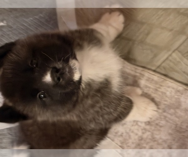 Medium Photo #2 Akita Puppy For Sale in CLINTON, MD, USA