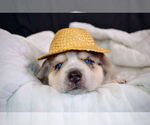 Small #8 Siberian Husky Mix