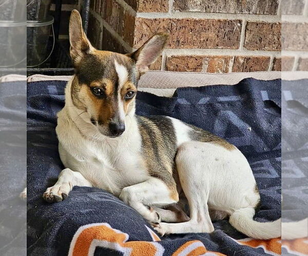 Medium Photo #6 Rat Terrier Puppy For Sale in Atlanta, GA, USA