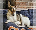 Small #5 Rat Terrier