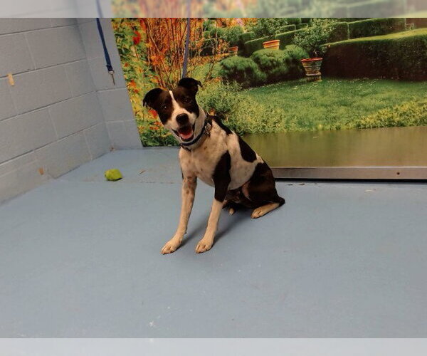 Medium Photo #1 Parson Russell Terrier-Unknown Mix Puppy For Sale in Moreno Valley, CA, USA